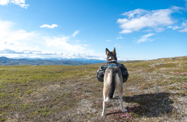 Non-stop Dogwear Amundsen Pack&nbsp; - 8