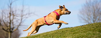 Curli Belka Comfort Harness hundsele, Röd 66-98cm