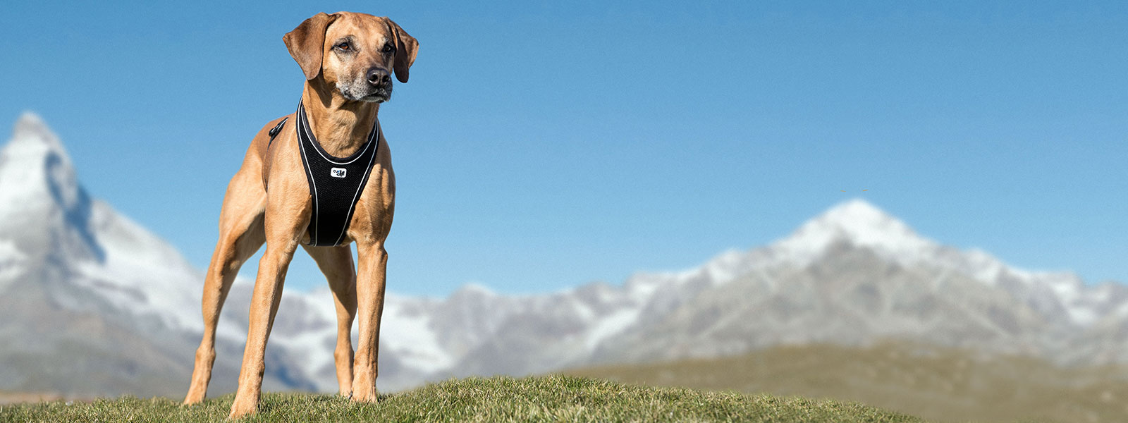 Curli Belka Comfort Harness hundesele, svart 46–62 cm - 4