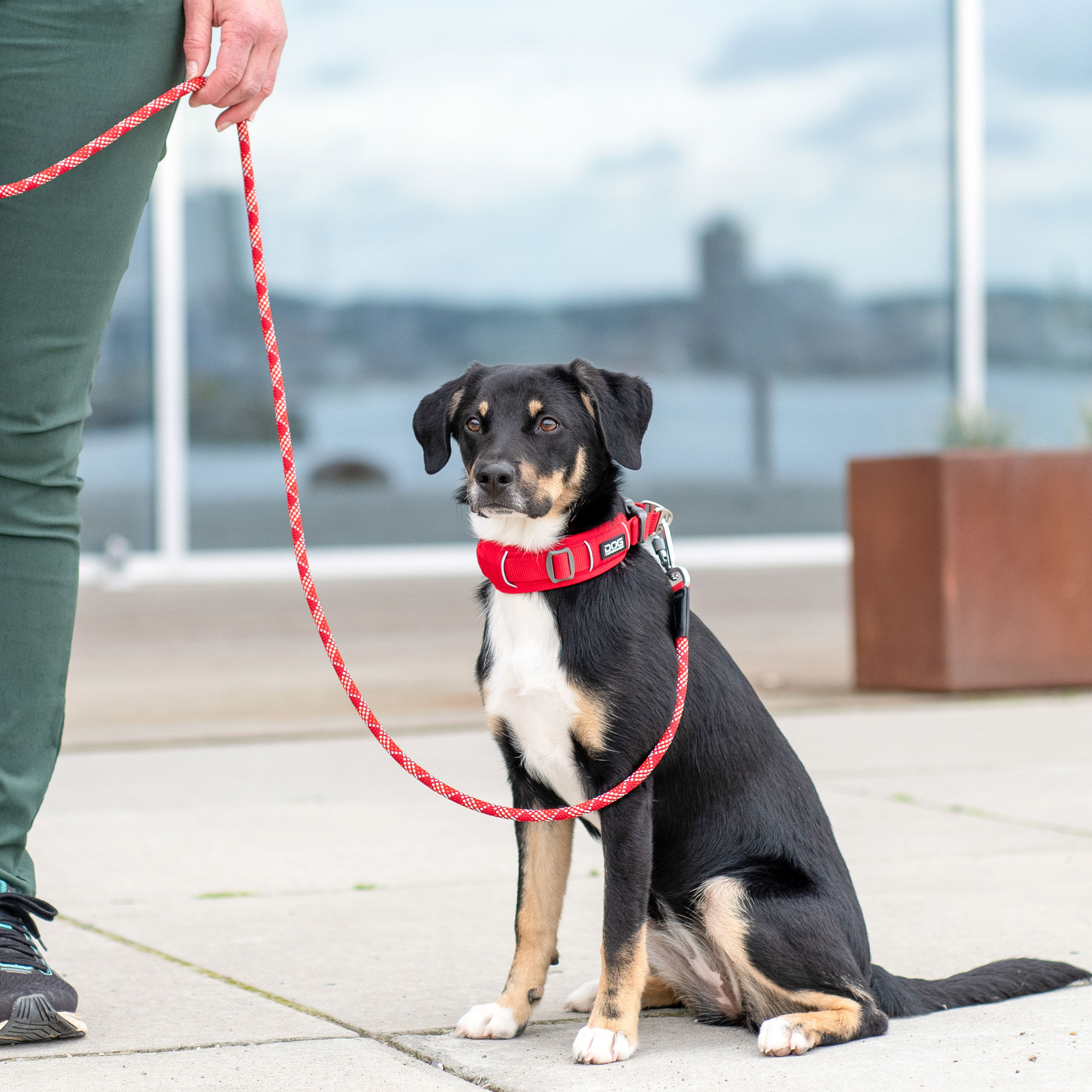 Dog Copenhagen Urban Explorer Collar - Classic Red 