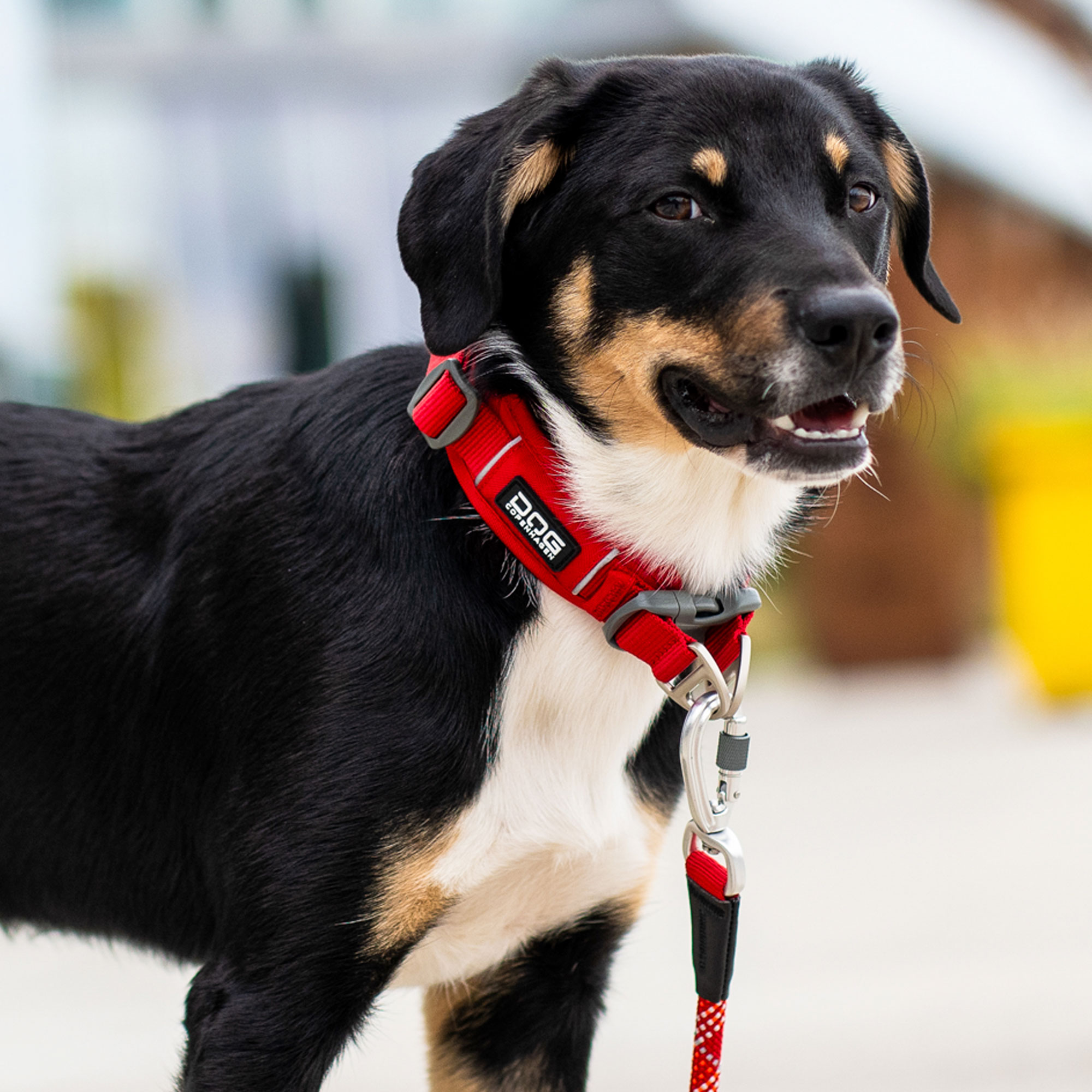 seresto halsband kleine hunde SERESTO BAYER Halsband für Hunde gegen Flöhe, Zecken und Läuse main image 0