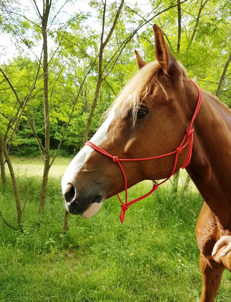 RIDING WORLD Fine Repgrimma Röd - Full size