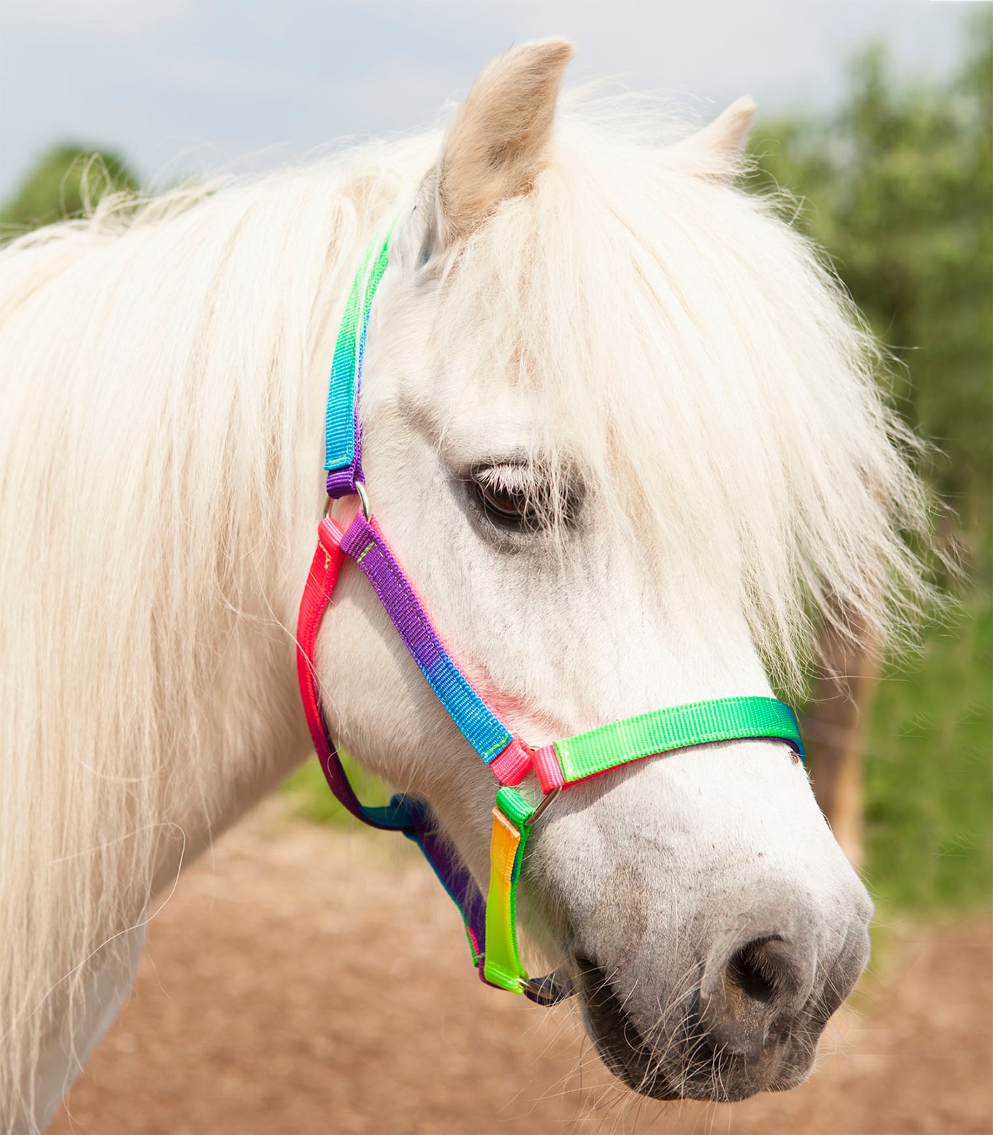 Waldhausen - Riimu sateenkaaren väreissä Shettis / Pony, Shetland