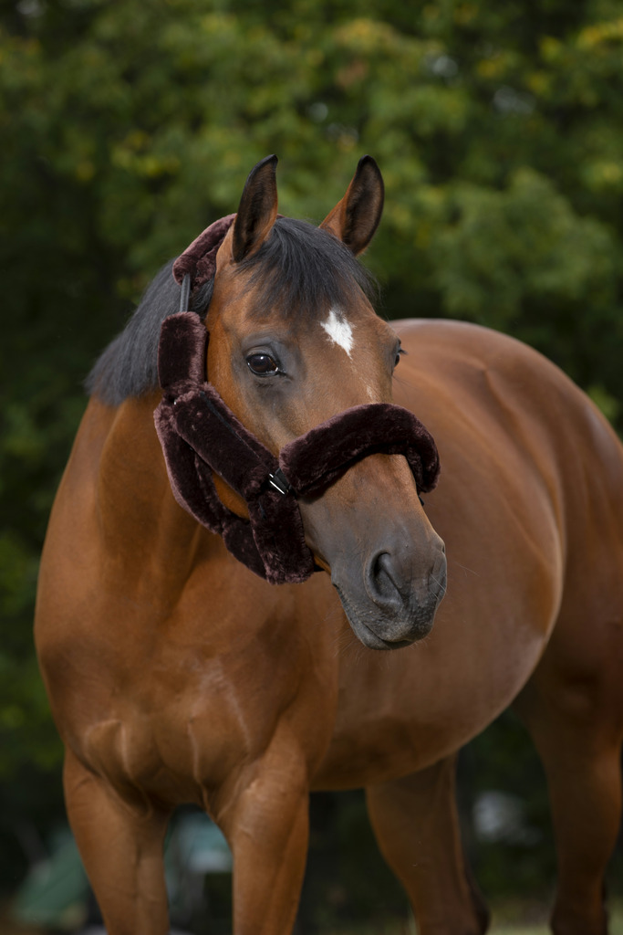 EQUITHEME 'Teddy' Nosludd Set För Grimma Brun - 2