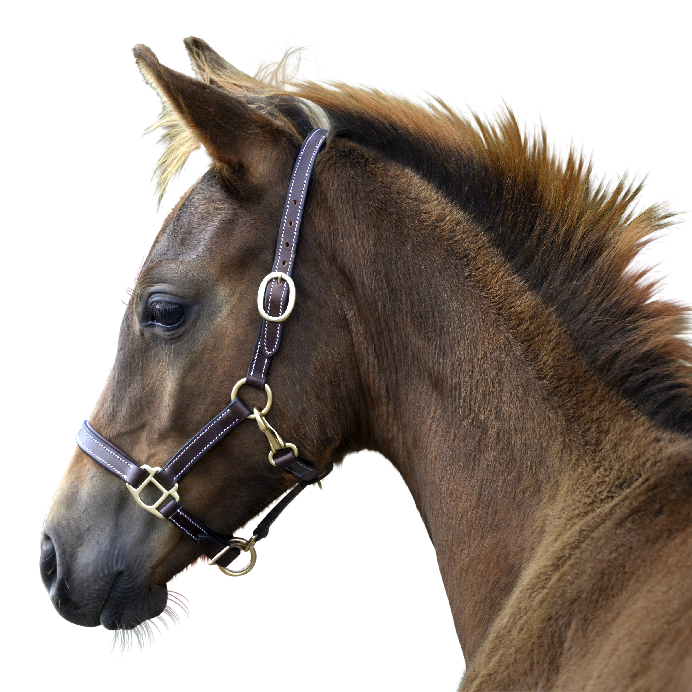 Lippo - Fölgrimma Mörkbrun S - L (S)