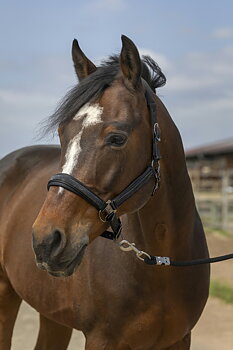 EQUITHEME 'Nylon Strass' Riimu Musta, Cob