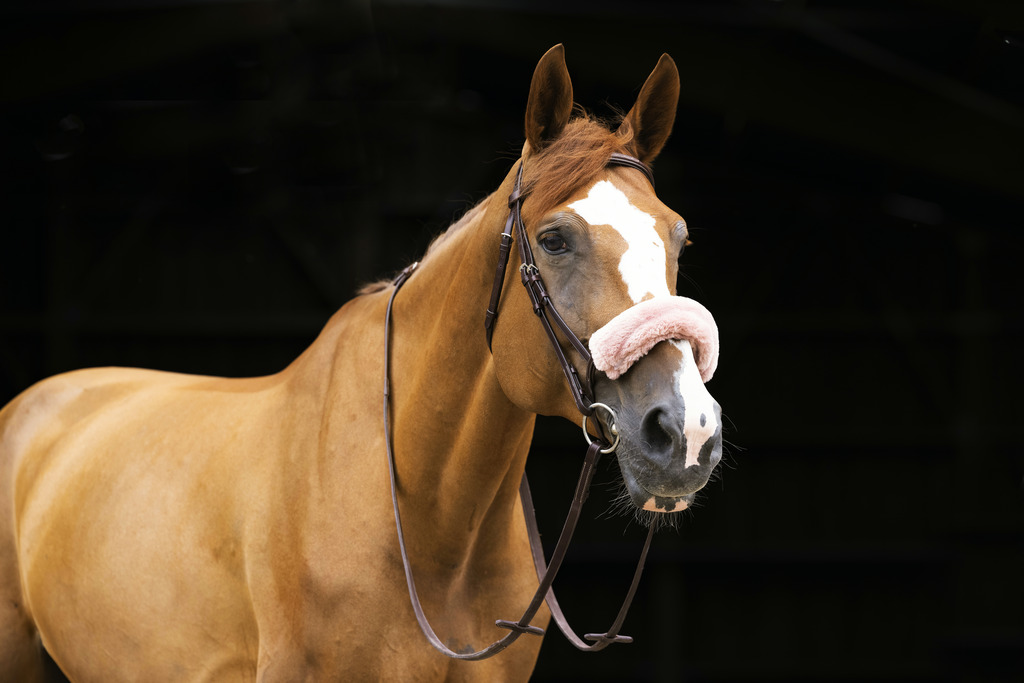 EQUITHEME Teddy Ludd Till Nosgrimma Rosé - 3