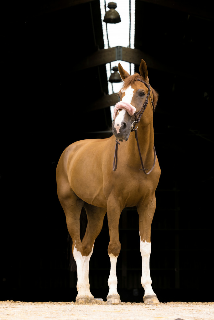 EQUITHEME Teddy Ludd Till Nosgrimma Rosé - 2