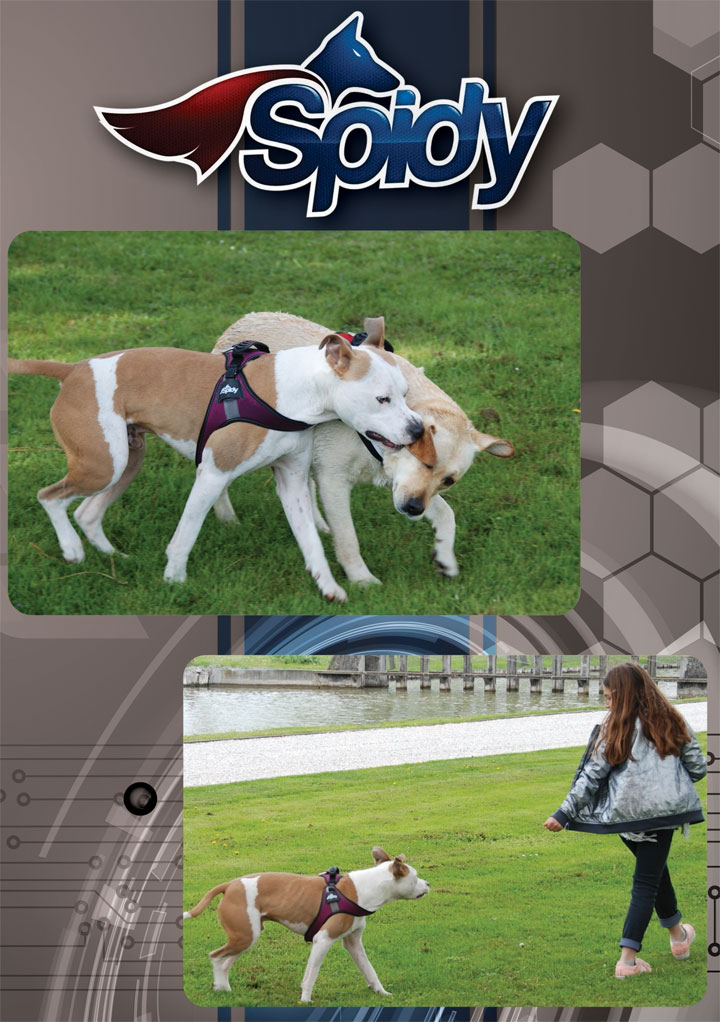 FOP Spidy Dog Harness Viola, L - 20/26 cm - only this copy - 2