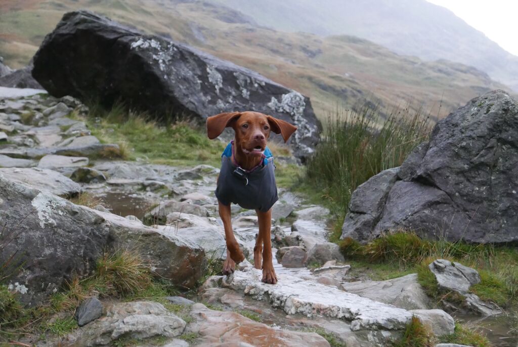 Ruffwear Powder Hound Dog Winter Jacket Baja Blue PETSTER