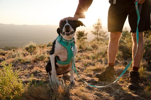 Ruffwear Front Range Dog Harness Aurora Teal