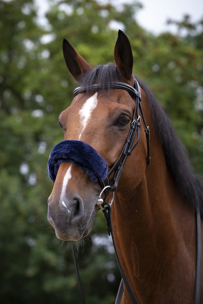 EQUITHEME Teddy Ludd Till Nosgrimma Navy - Full size - 2