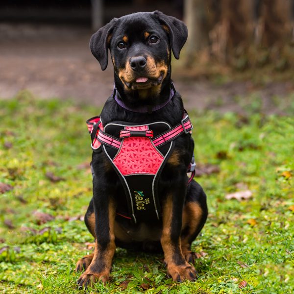 "Dog Helios" Koiran Valjaat + Talutin - S, Vaaleanpunainen - vain tämä kappale - 5