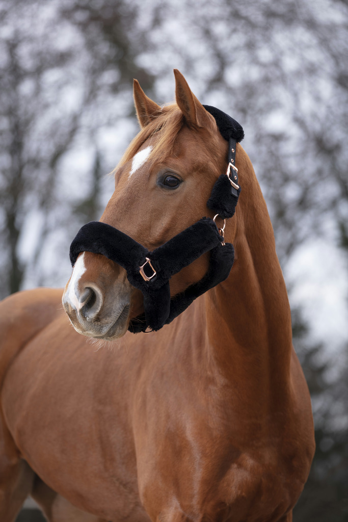 EQUITHEME 'Teddy Pink Gold' Grimma Svart (Ponny)