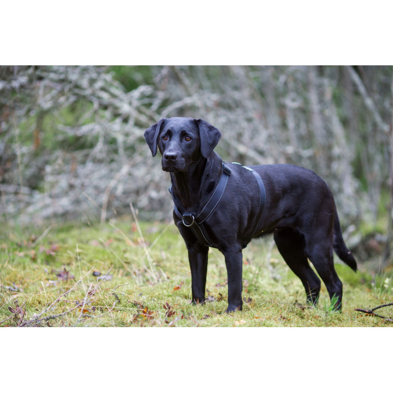 Rukka Form Sele- Svart, 55-85cm - endast detta ex - 2