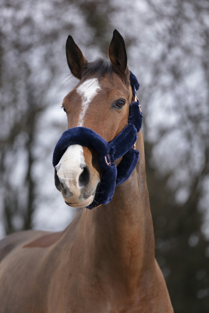EQUITHEME 'Teddy Pink Gold' Grimma Navy (Ponny)