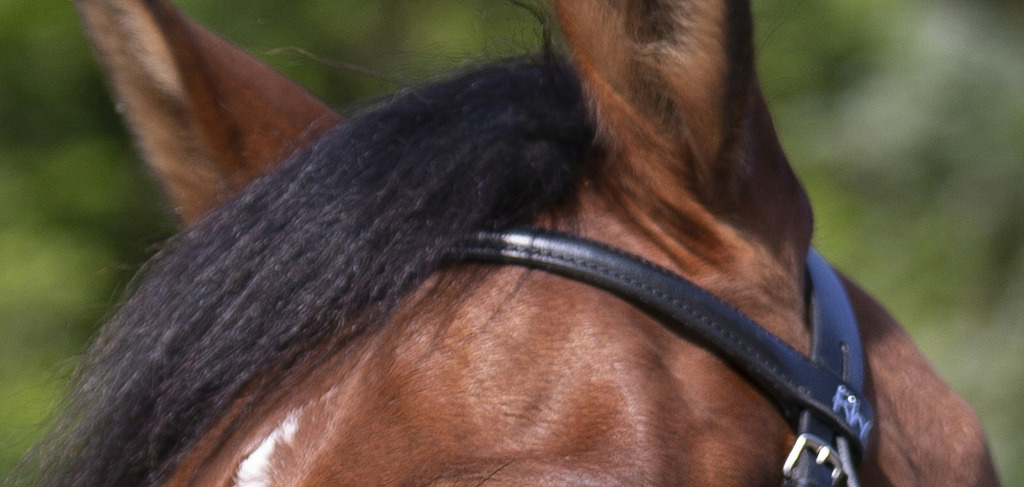 RIDING WORLD 'Muserolle Croise' Träns Svart - 6