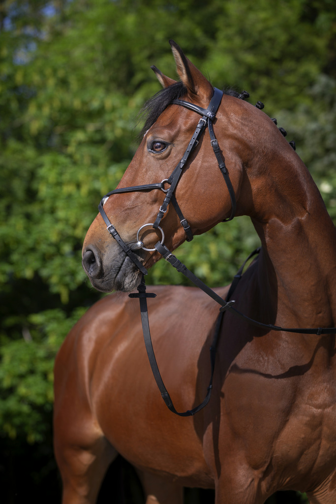 RIDING WORLD 'Muserolle Croise' Träns Svart - 2