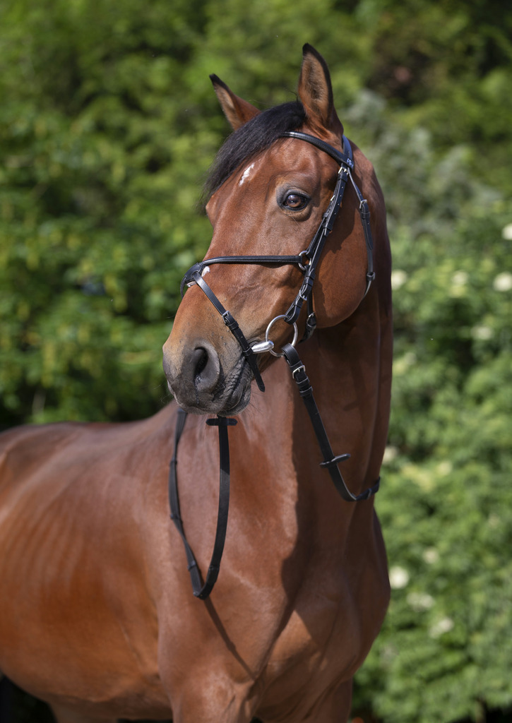 RIDING WORLD 'Muserolle Croise' Träns Svart - 3
