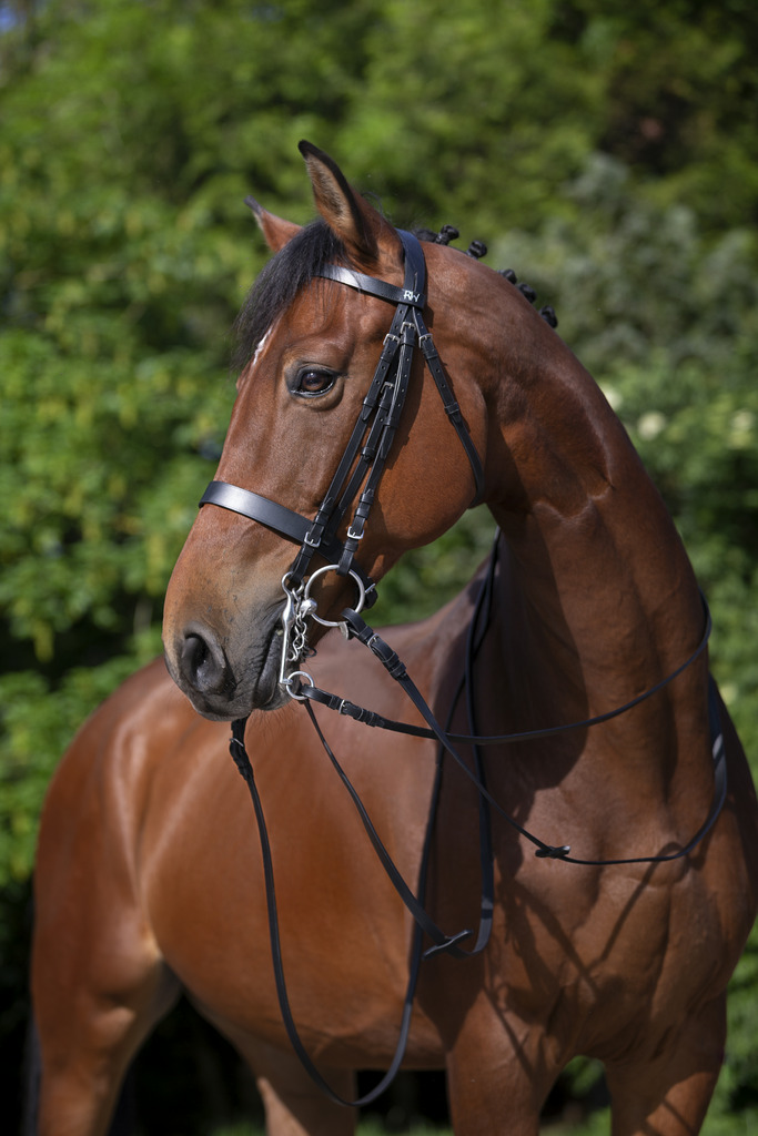 RIDING WORLD Weymouth Suitset Musta - 2