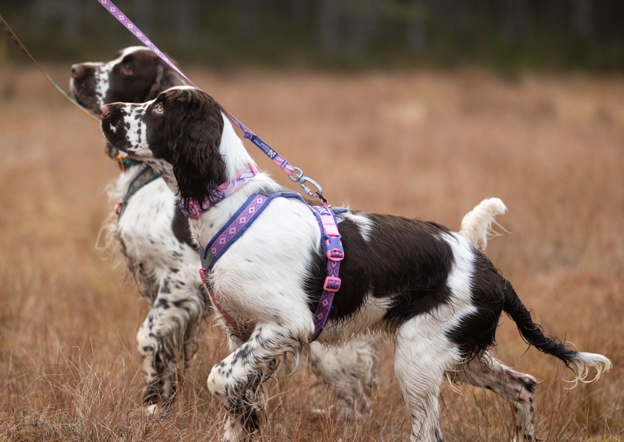 Non-stop Dogwear Line Harness 5.0 Rachel Pohl Edition - Purple/Pink