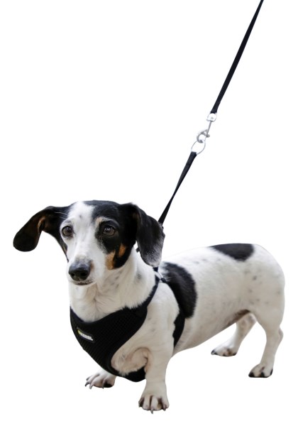 Kerbl Black soft puppy harness and pair - 2 sizes, S - 2