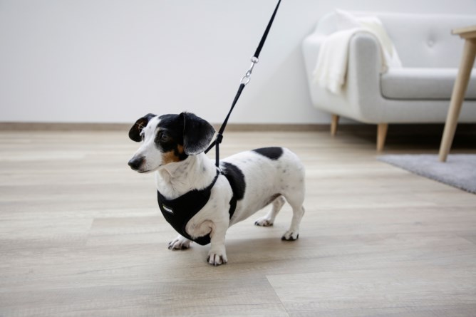 Kerbl Black soft puppy harness and pair - 2 sizes, S - 4