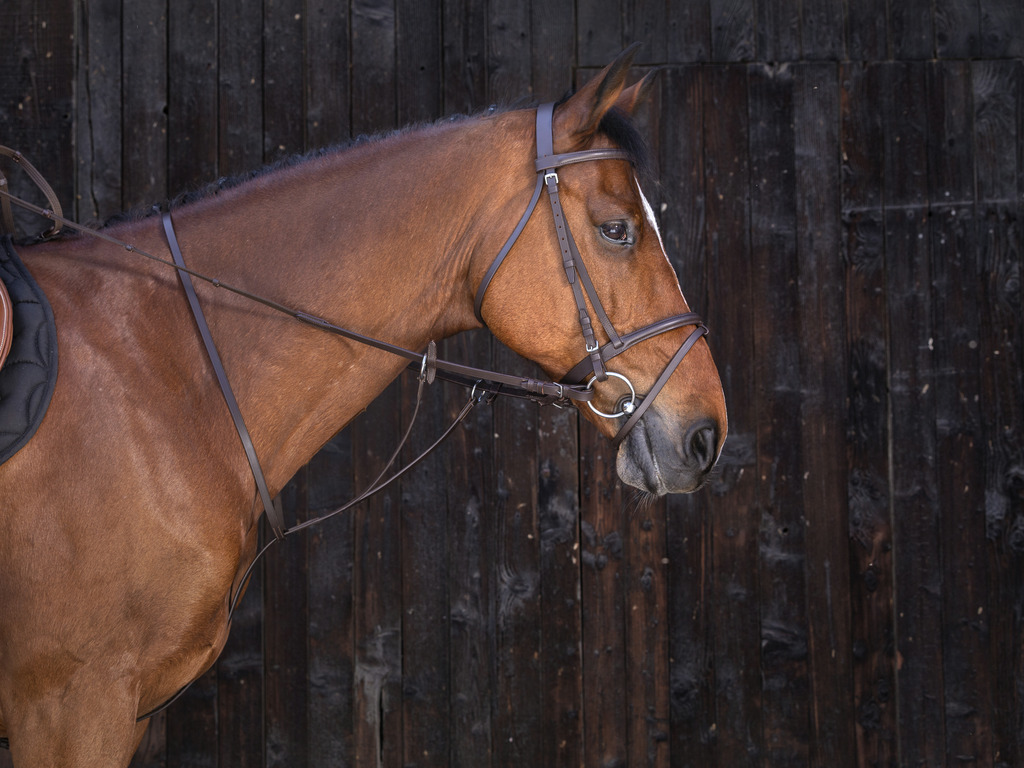 RIDING WORLD Running Martingale Havana - 2