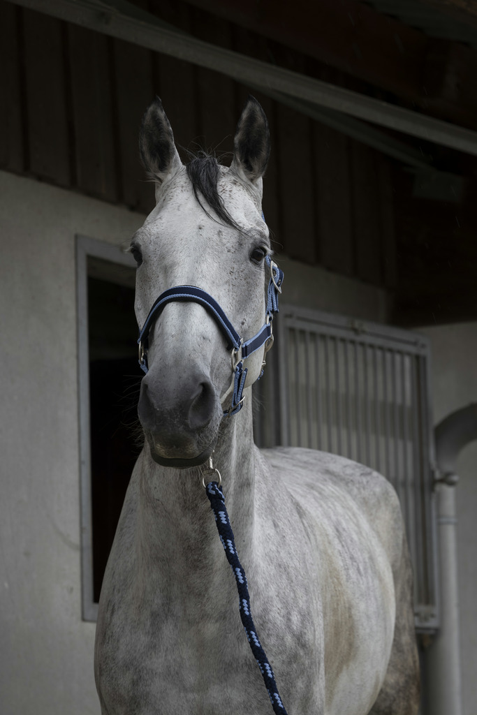 EQUITHEME Satin Grimma + Grimskaft Svart/Orange (Shetland)