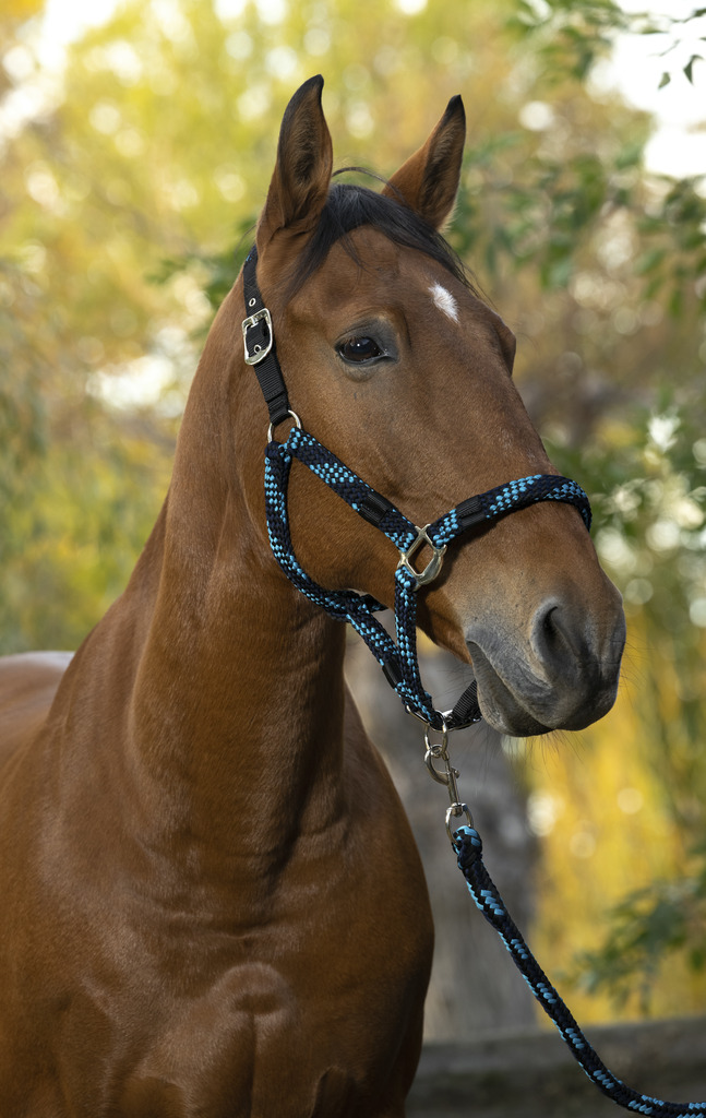 EQUITHEME NORTON Tress Grimma + Grimskaft Turkos/Navy/Svart (Ponny)