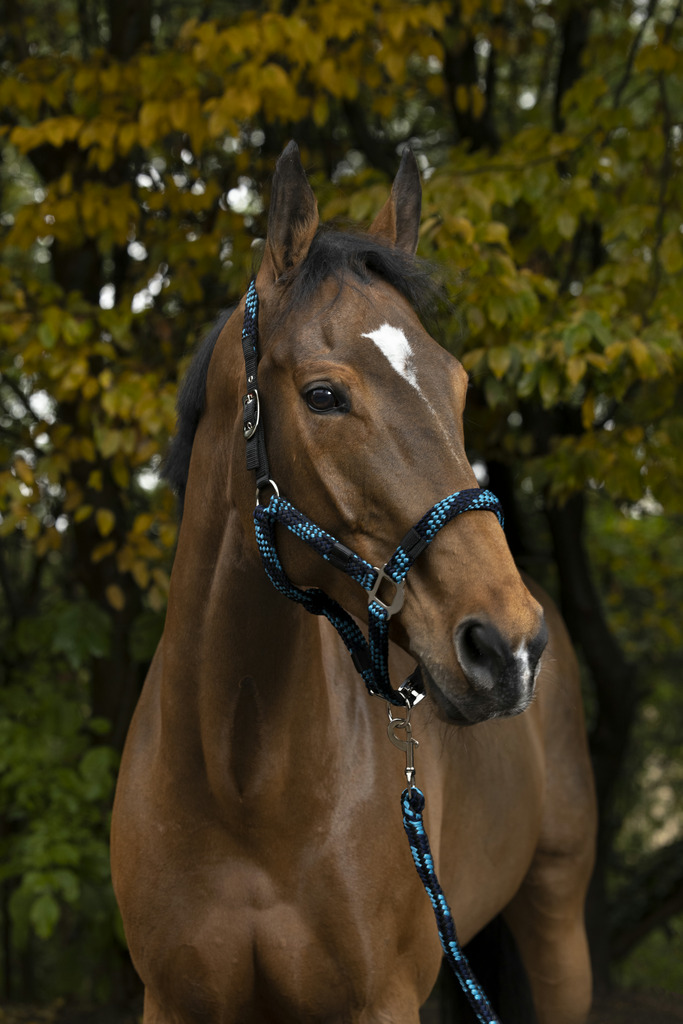 EQUITHEME NORTON Tress Headcollar + Lead Rope Turquoise/Navy/Black - 3