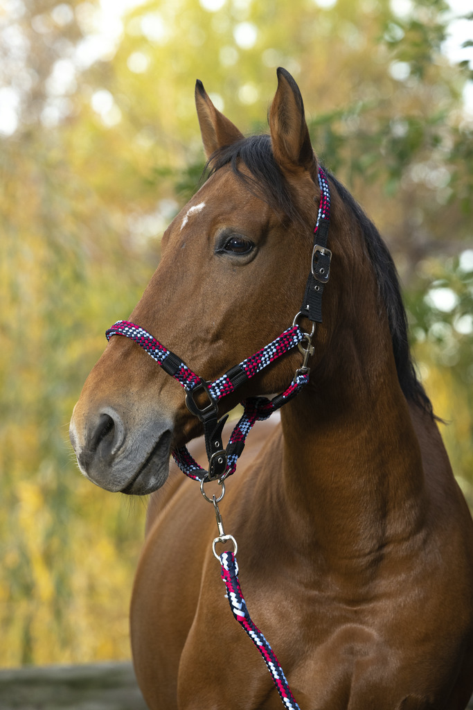 EQUITHEME NORTON Tress Grimma + Grimskaft Fuchsia/Ljusblå/Navy (Ponny)