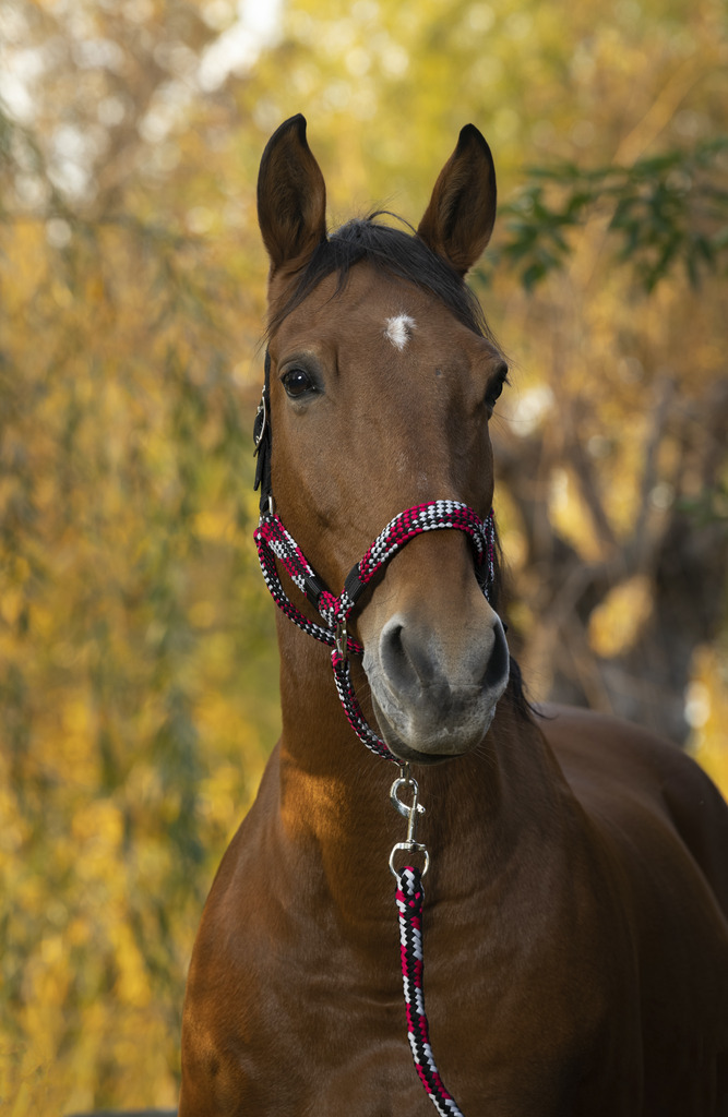 EQUITHEME NORTON Tress Grimma + Grimskaft Fuchsia/Grå/Svart (Ponny)