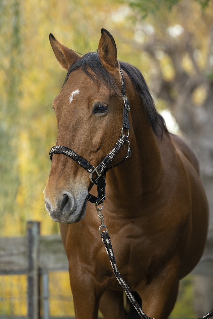 EQUITHEME NORTON Tress Grimma + Grimskaft Beige/Chocolate/Svart (Ponny)