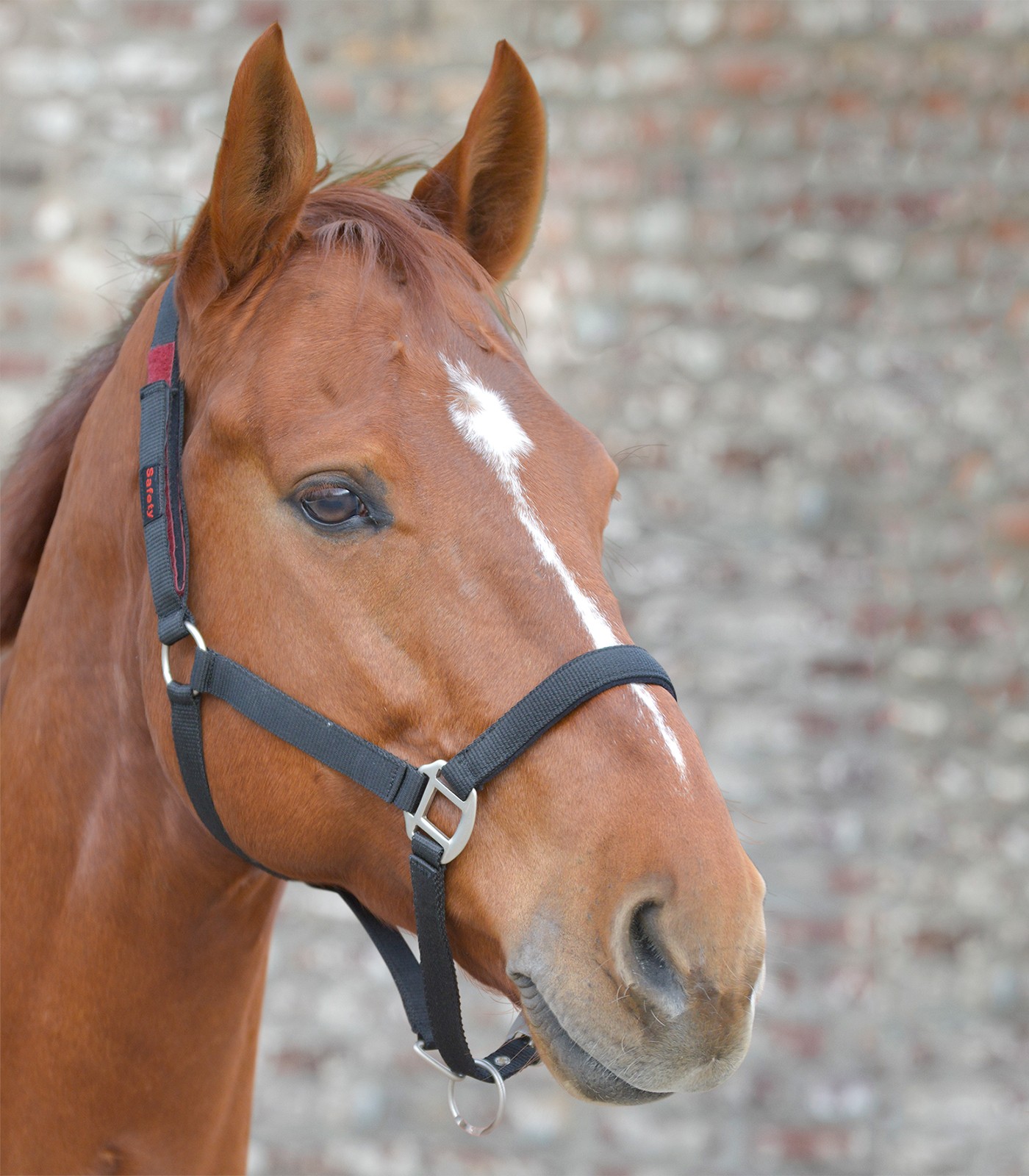 Waldhausen Säkerhetsgrimma - Röd (Ponny)