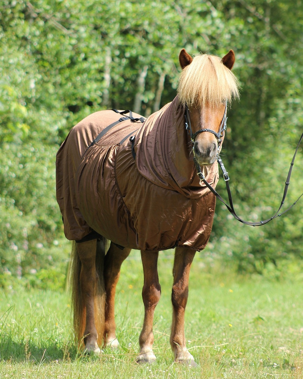 QHP Eczema Rug Icelandic - 2