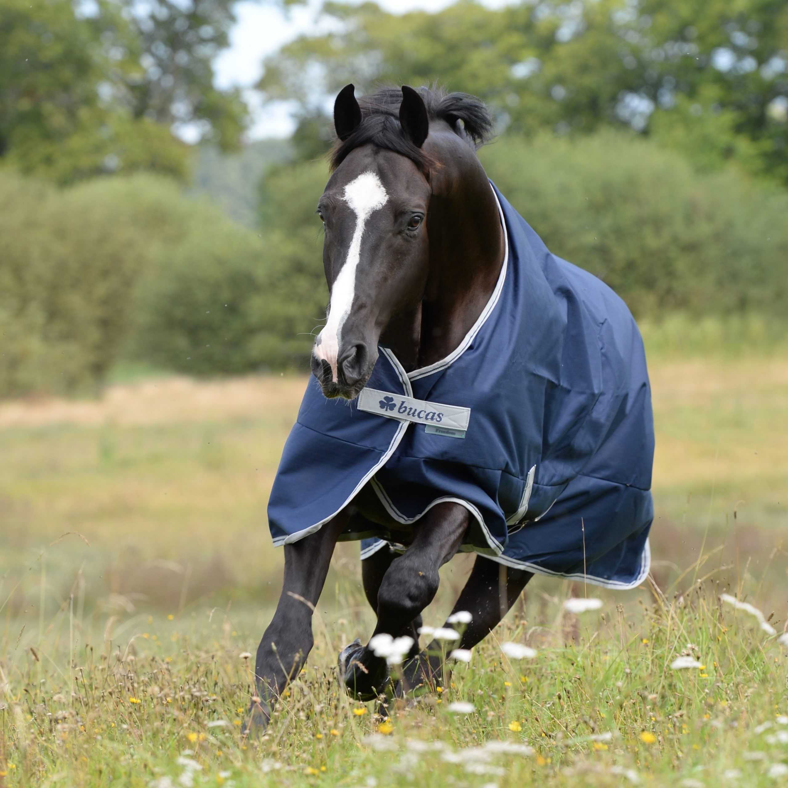 Bucas Freedom Turnout Rug 150 g - Navy Blue/Silver, 110 - 3