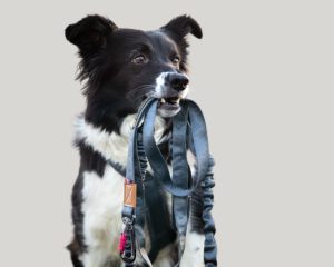 Dog Accessories  