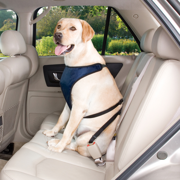 Car Harnesses & Belts
