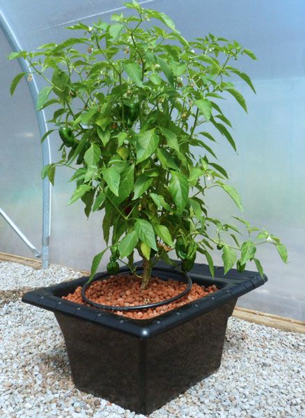 Nutriculture - FLO-GRO 500 - 2