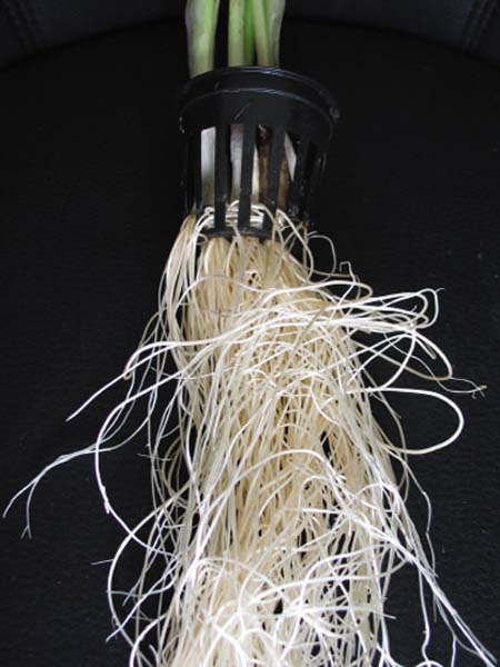 Clonex Mist  - 3