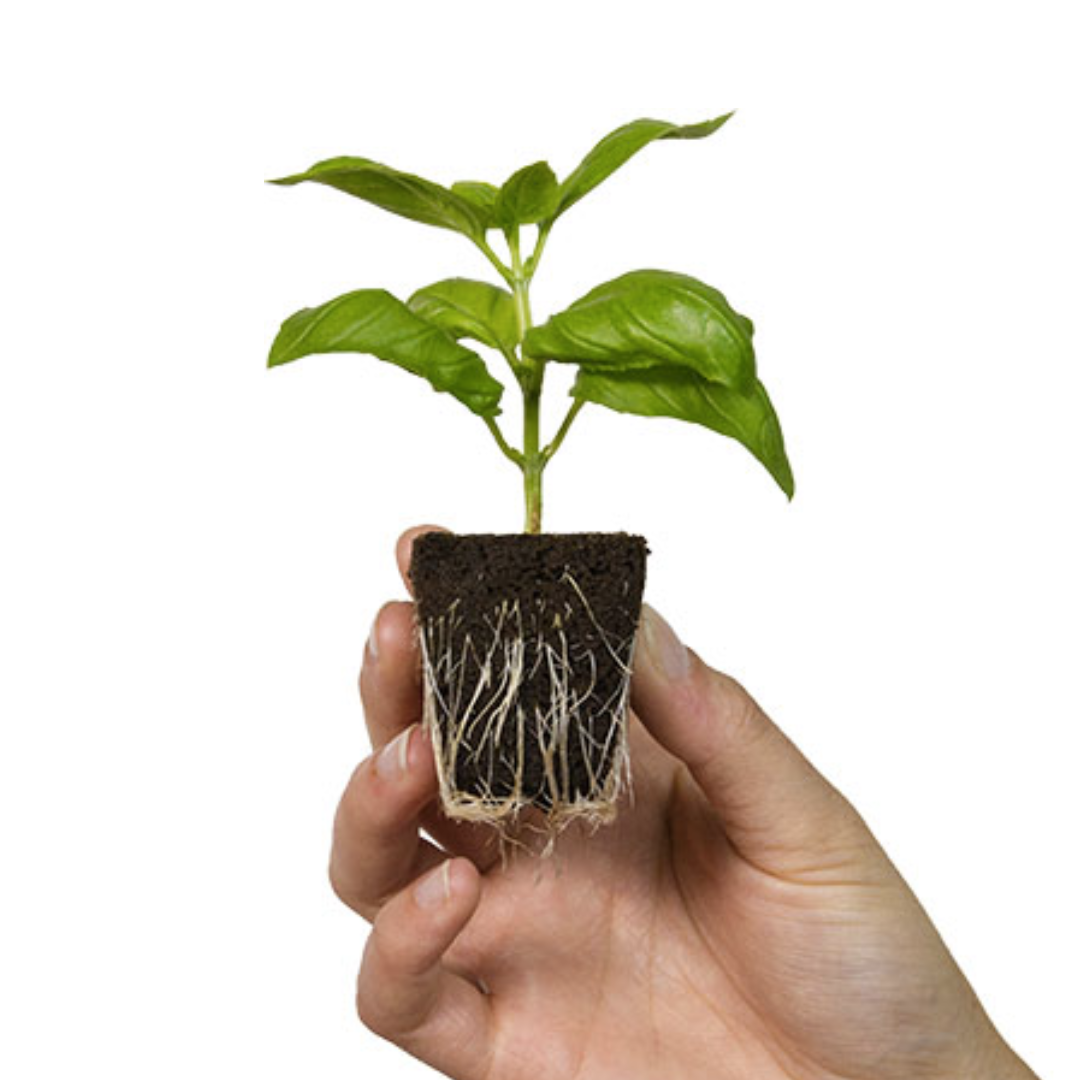 Root Riot 100 pack - 2