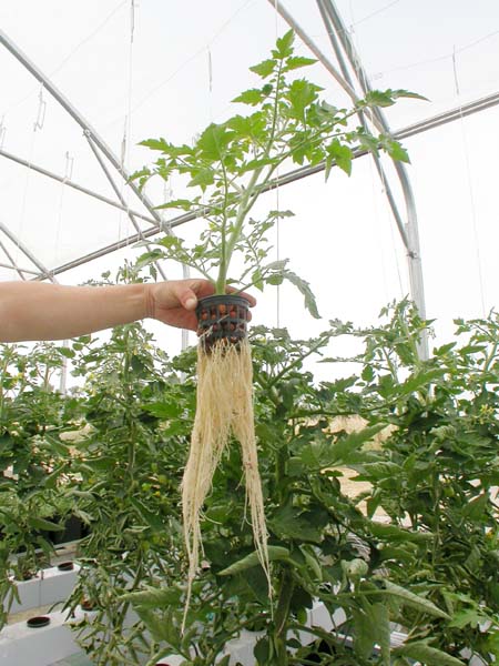 Rooting Gel Clonex - 4