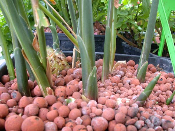 Ghe Aquafarm - 3