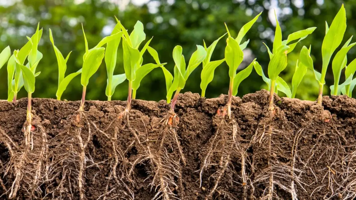 Frågor om odlingsmedium? Här har vi samlat all viktig info! 