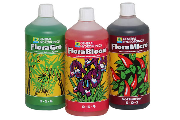 Flora