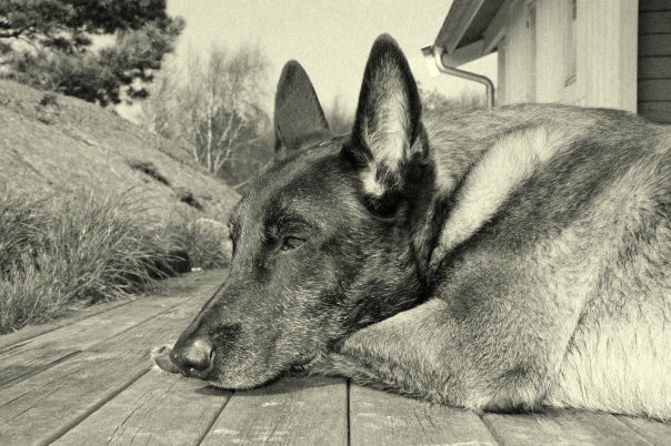 Old Photo Style - 2