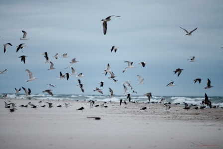 Fåglar på strand