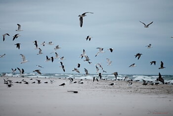 Fåglar på strand