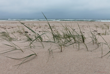 Strandgräs